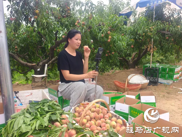 手機(jī)成“新農(nóng)具” 直播變“新農(nóng)活”！泌陽果農(nóng)破局林果銷售助鄉(xiāng)村振興
