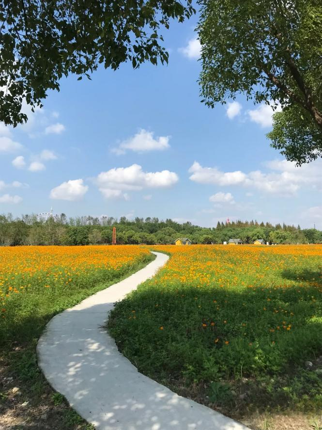 闖入夏日童話！上海近郊竟然有片23000㎡免費(fèi)浪漫花?！? /></p>
<p style=