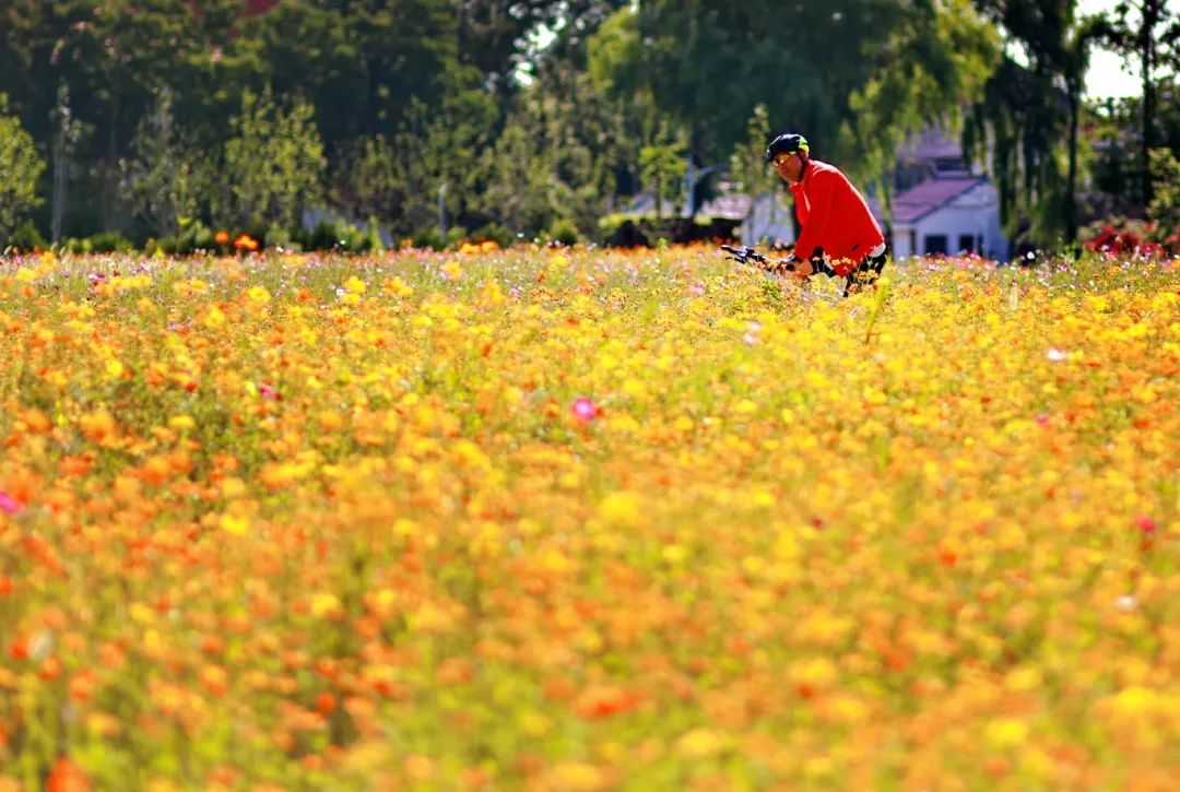 闖入夏日童話！上海近郊竟然有片23000㎡免費(fèi)浪漫花?！? /></p>
<p style=