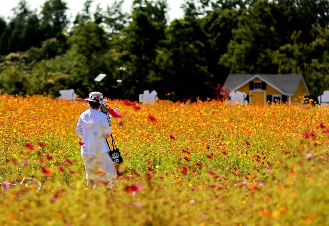 闖入夏日童話！上海近郊竟然有片23000㎡免費(fèi)浪漫花?！? /></p>
<p style=