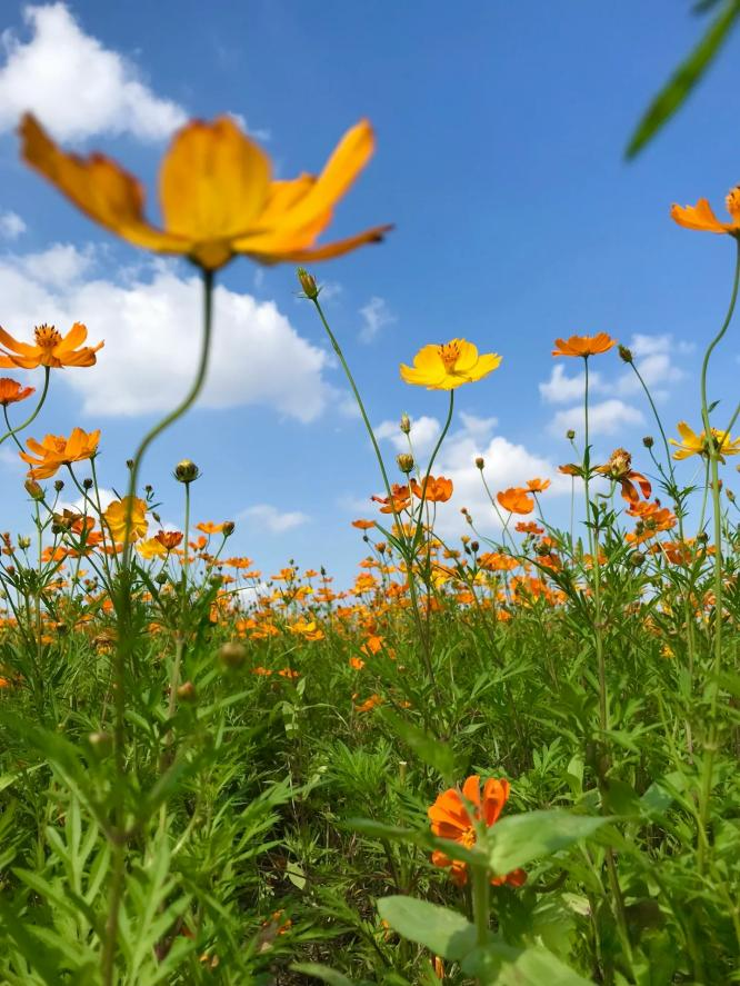 闖入夏日童話！上海近郊竟然有片23000㎡免費(fèi)浪漫花?！? /></p>
<p style=
