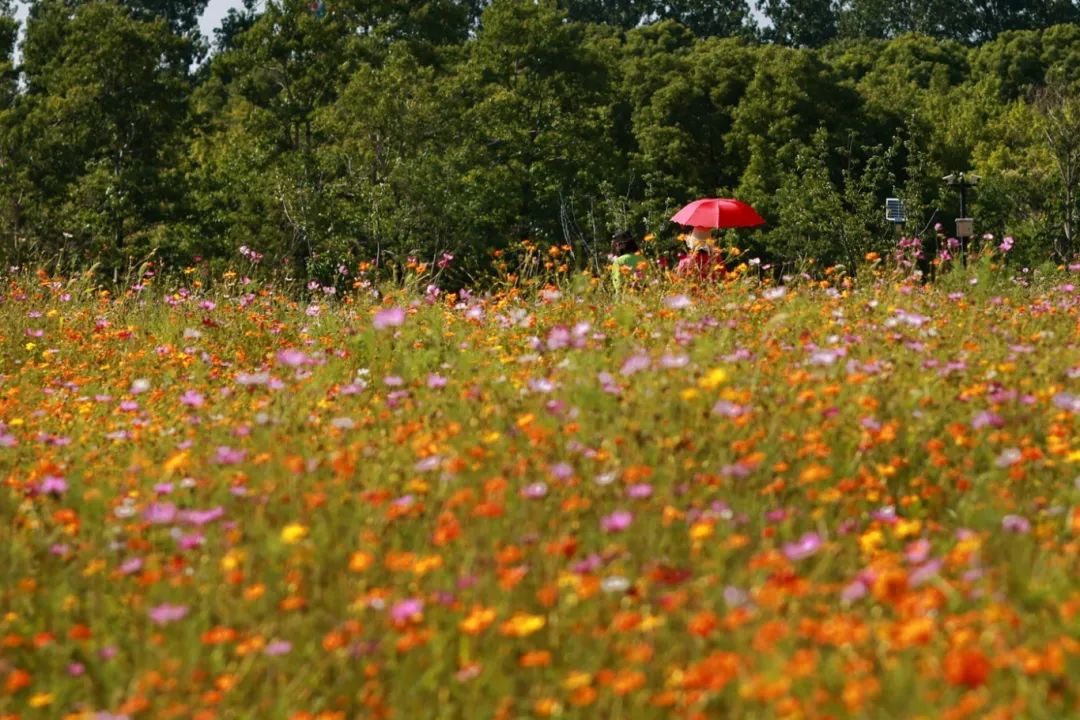 闖入夏日童話！上海近郊竟然有片23000㎡免費(fèi)浪漫花?！? /></p>
<p style=
