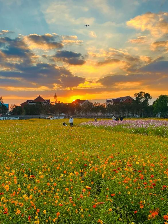 闖入夏日童話！上海近郊竟然有片23000㎡免費(fèi)浪漫花?！? /></p>
<p style=