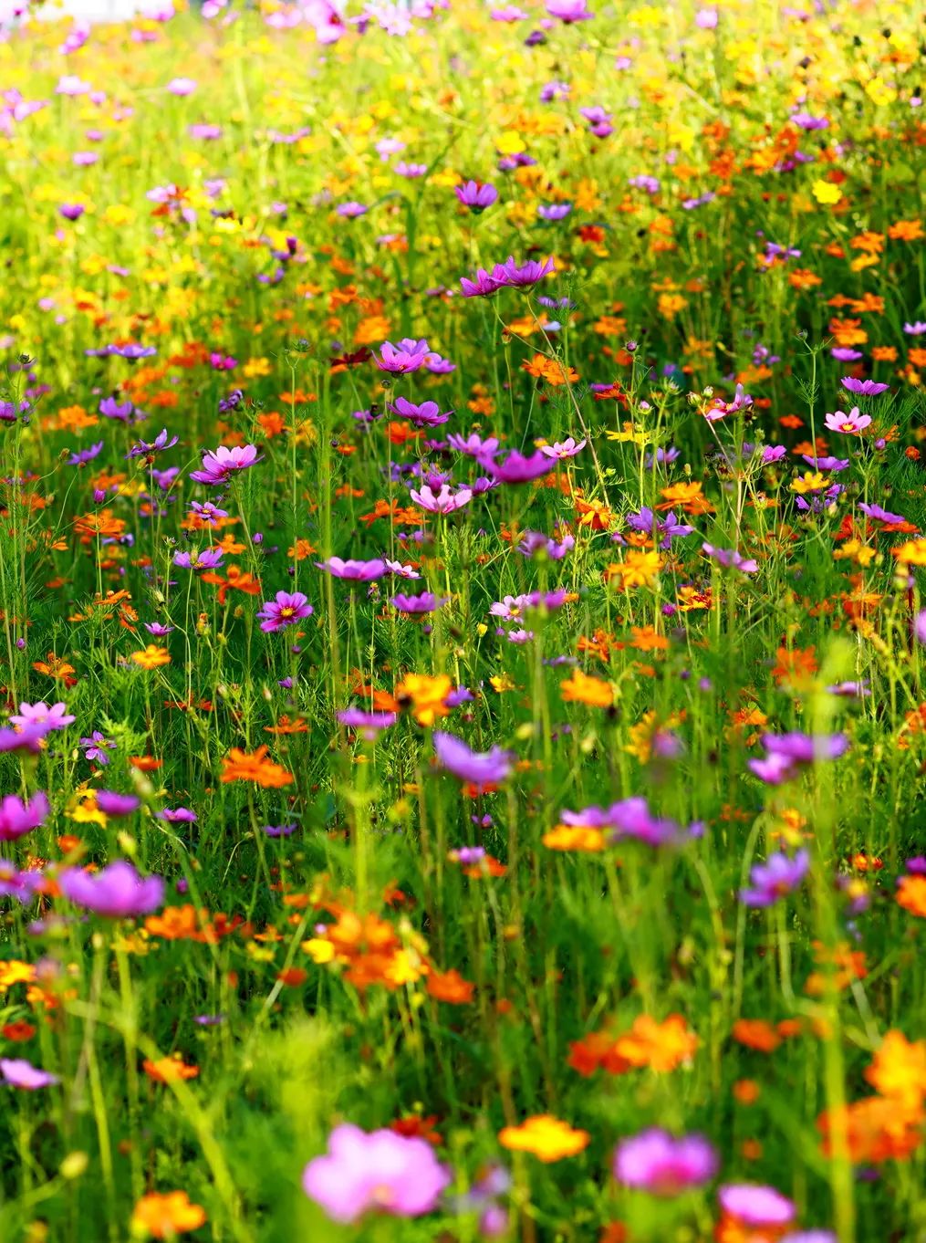 闖入夏日童話！上海近郊竟然有片23000㎡免費(fèi)浪漫花?！? /></p>
<p style=