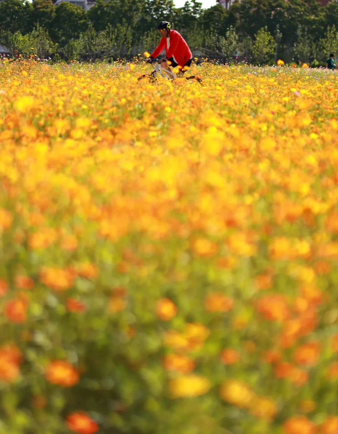 闖入夏日童話！上海近郊竟然有片23000㎡免費(fèi)浪漫花?！? /></p>
<p style=