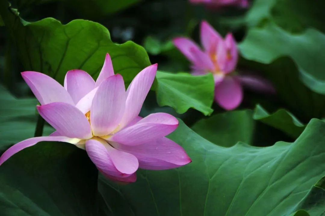 跟著文旅君玩轉(zhuǎn)駐馬店！開(kāi)啟鄉(xiāng)村休閑體驗(yàn)之旅→