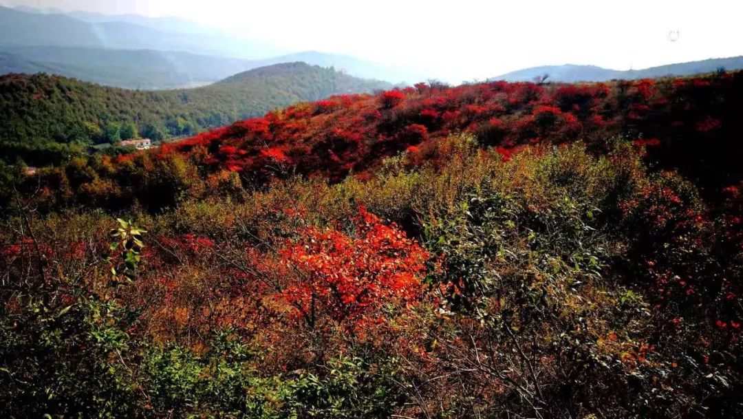 跟著文旅君玩轉(zhuǎn)駐馬店！開(kāi)啟鄉(xiāng)村休閑體驗(yàn)之旅→