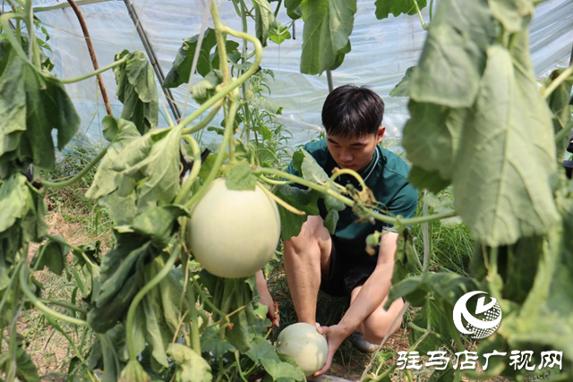 驛城區(qū)香山街道：瓜果飄香喜迎豐收季 “甜蜜經(jīng)濟”打開富民路