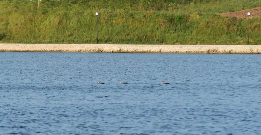  六月份的泌陽！美到心醉了......