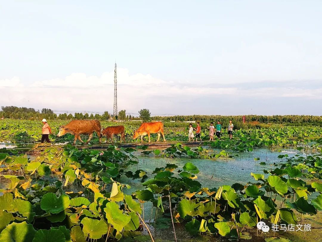 跟著文旅君玩轉(zhuǎn)駐馬店！開(kāi)啟鄉(xiāng)村休閑體驗(yàn)之旅→