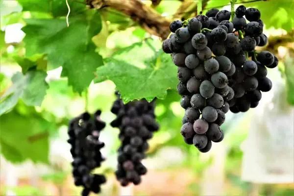 跟著文旅君玩轉(zhuǎn)駐馬店！開(kāi)啟鄉(xiāng)村休閑體驗(yàn)之旅→