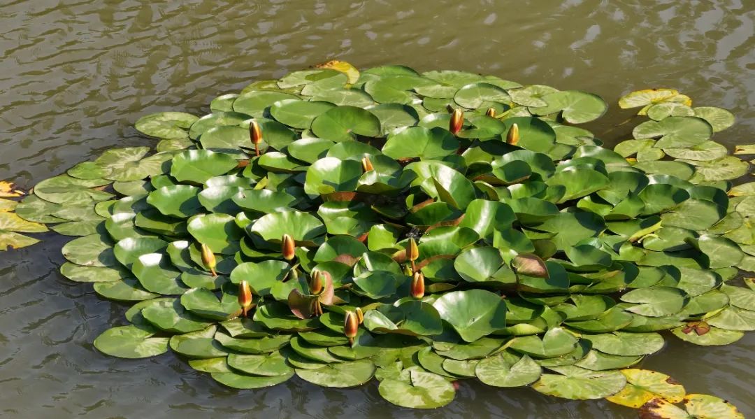 　　這個(gè)夏天，滿屏“綠肥紅瘦”申請(qǐng)出戰(zhàn)