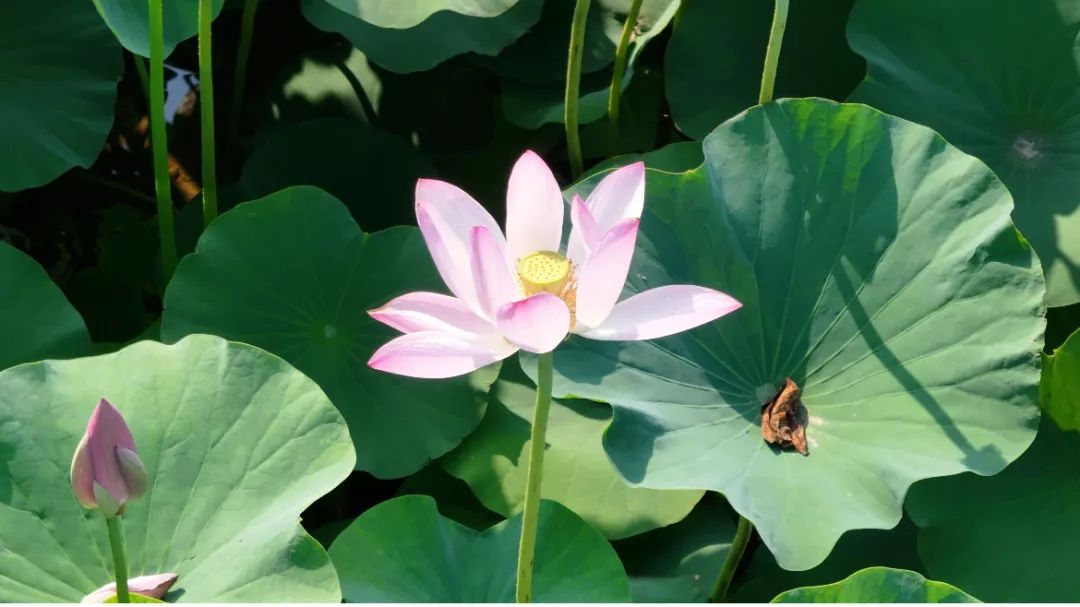 　　這個(gè)夏天，滿屏“綠肥紅瘦”申請(qǐng)出戰(zhàn)