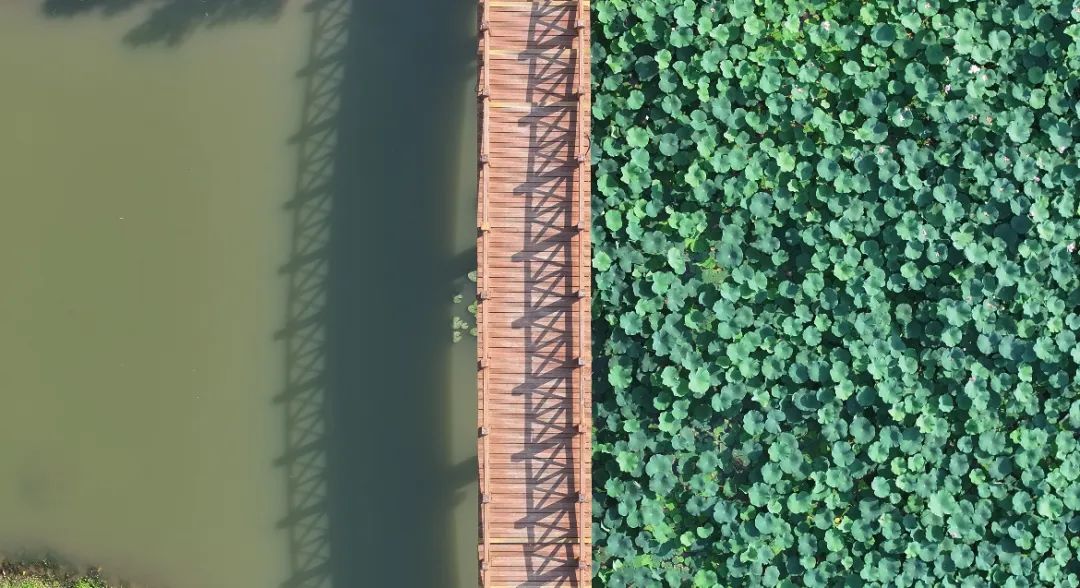 　　這個(gè)夏天，滿屏“綠肥紅瘦”申請(qǐng)出戰(zhàn)