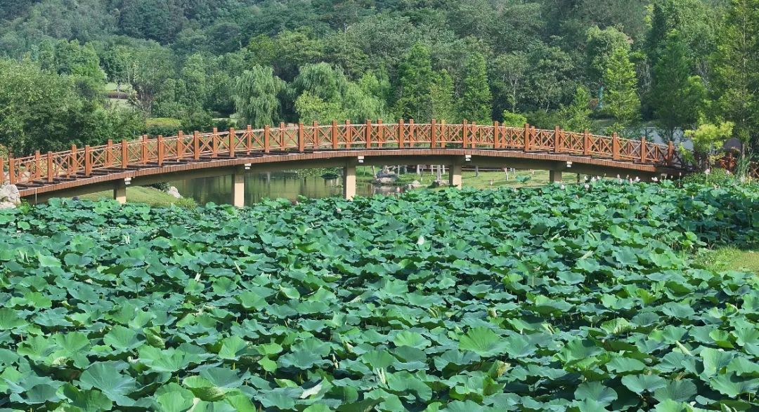 　　這個(gè)夏天，滿屏“綠肥紅瘦”申請(qǐng)出戰(zhàn)