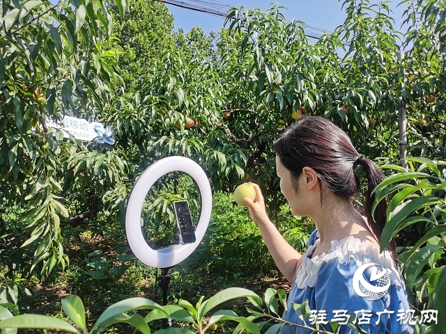駐馬店移動為桃農(nóng)提供優(yōu)質(zhì)網(wǎng)絡(luò)保障