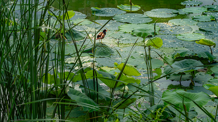 縣區(qū)動(dòng)態(tài) | 咔嚓！捕捉夏天的N種色彩