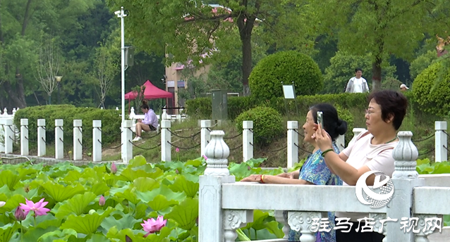 夏日限定！置地公園荷花盛開 成為市民賞荷打卡好去
