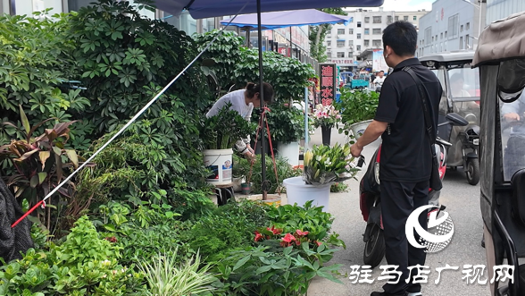 高溫催熱“綠色經(jīng)濟”夏季綠植銷量激增