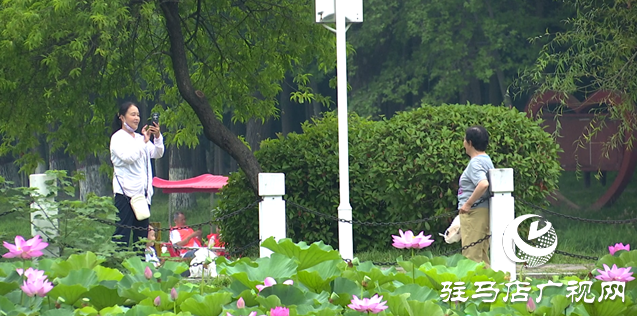 夏日限定！置地公園荷花盛開 成為市民賞荷打卡好去
