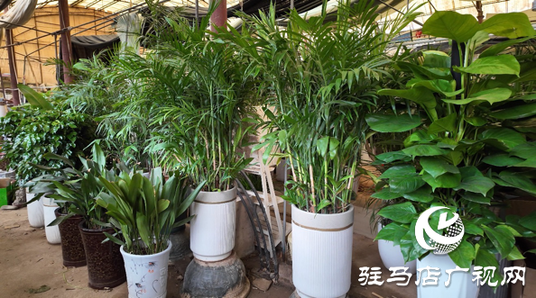 高溫催熱“綠色經(jīng)濟”夏季綠植銷量激增