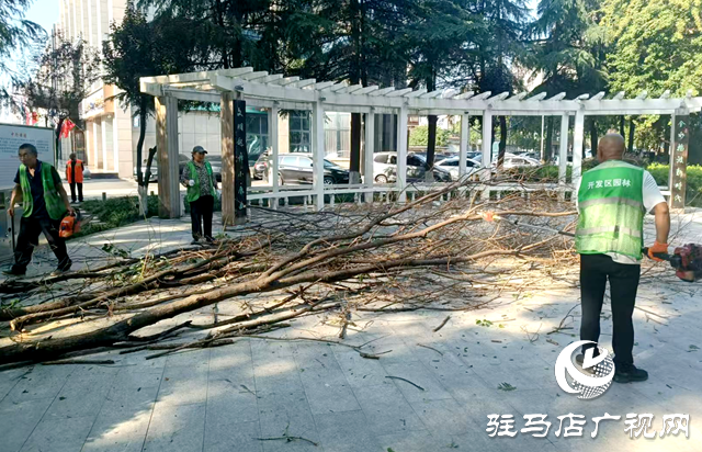 駐馬店經(jīng)濟(jì)開發(fā)區(qū)：伐除枯木“煥新顏”市民游園更“安心”