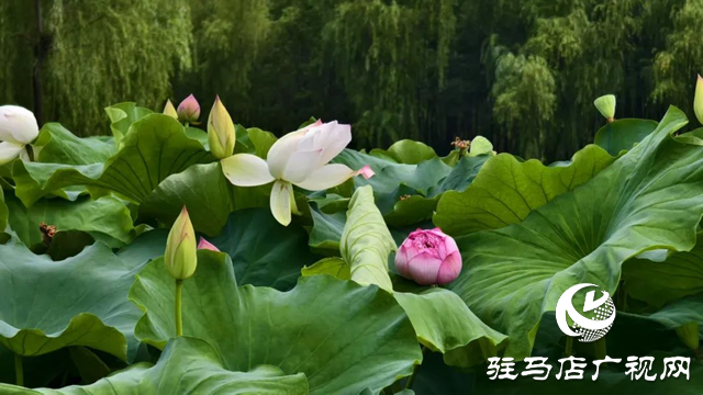 【大美天中】泌陽(yáng)現(xiàn)“水晶天”！漢風(fēng)古韻與湖光云影同框