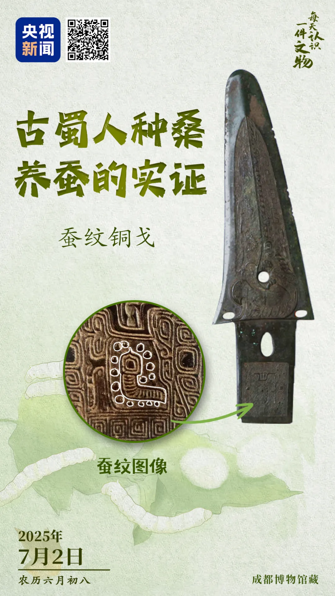文博日歷丨青銅戈上刻蠶紋 這是古蜀人種桑養(yǎng)蠶的實(shí)證