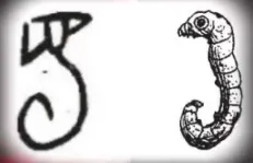 文博日歷丨青銅戈上刻蠶紋 這是古蜀人種桑養(yǎng)蠶的實(shí)證