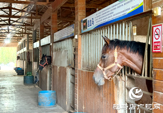 確山樂山驛站：串聯(lián)周邊旅游資源 打造馬術(shù)+文旅新樣本