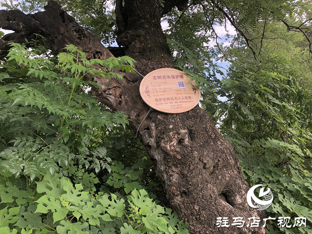確山縣為200余株綠色活化石體檢