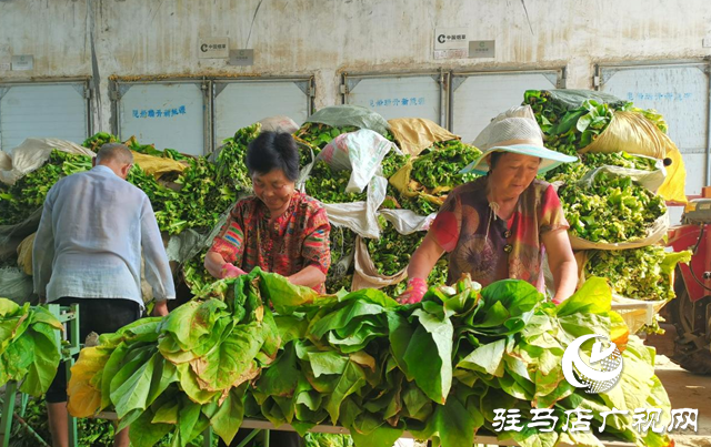 泌陽縣雙廟街鄉(xiāng)：黨建引領(lǐng)賦能繪就煙葉產(chǎn)業(yè)發(fā)展新畫卷
