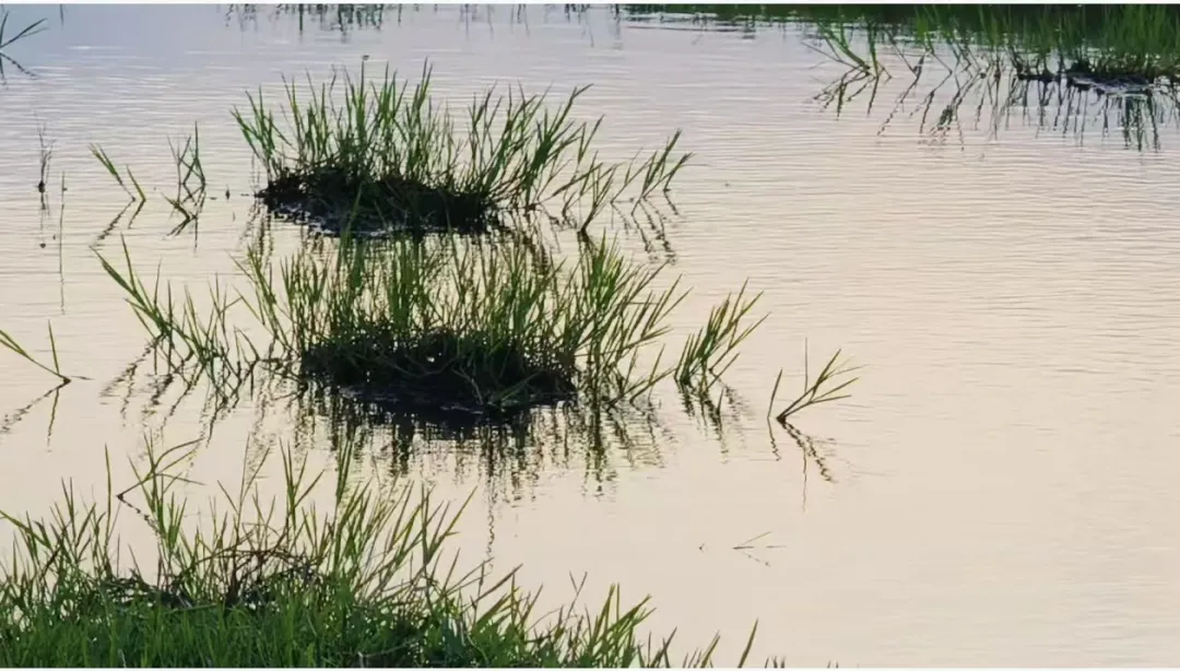 縣區(qū)動(dòng)態(tài) | 快來泌陽(yáng)的“阿勒泰”打卡！