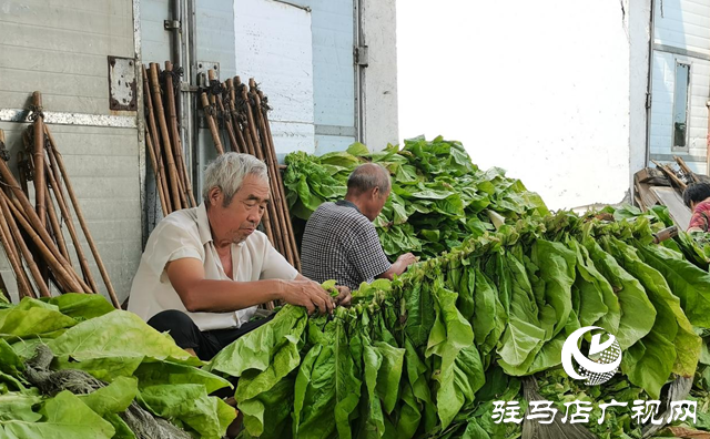泌陽縣雙廟街鄉(xiāng)：黨建引領(lǐng)賦能繪就煙葉產(chǎn)業(yè)發(fā)展新畫卷