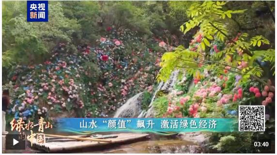 綠水青山的中國(guó)丨萬(wàn)鷺舞云端！河南欒川的生態(tài)蝶變