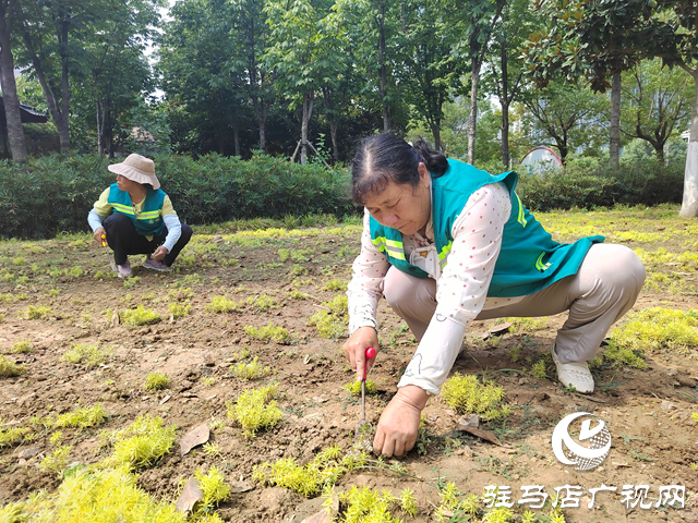 高溫炙烤大地 園林工人用汗水守護城市綠蔭