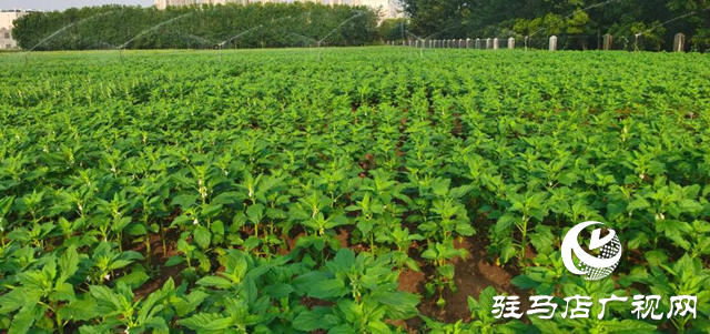 高溫干旱威脅芝麻生長 駐馬店市農(nóng)科院支招科學(xué)應(yīng)對