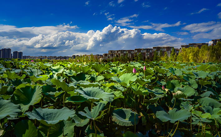 縣區(qū)動態(tài) | 一泓碧水繞城過 滿目青綠夏意濃
