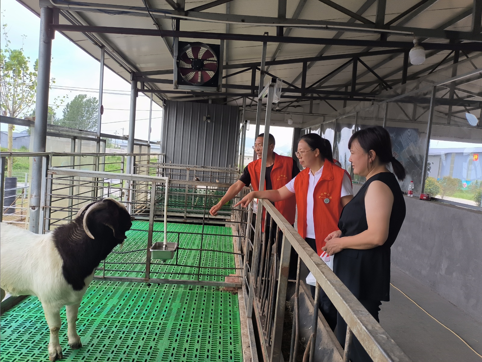 省科技特派員服務(wù)隊與市動物疫病防控技術(shù)科技志愿服務(wù)隊深入一線護(hù)航夏季生產(chǎn)