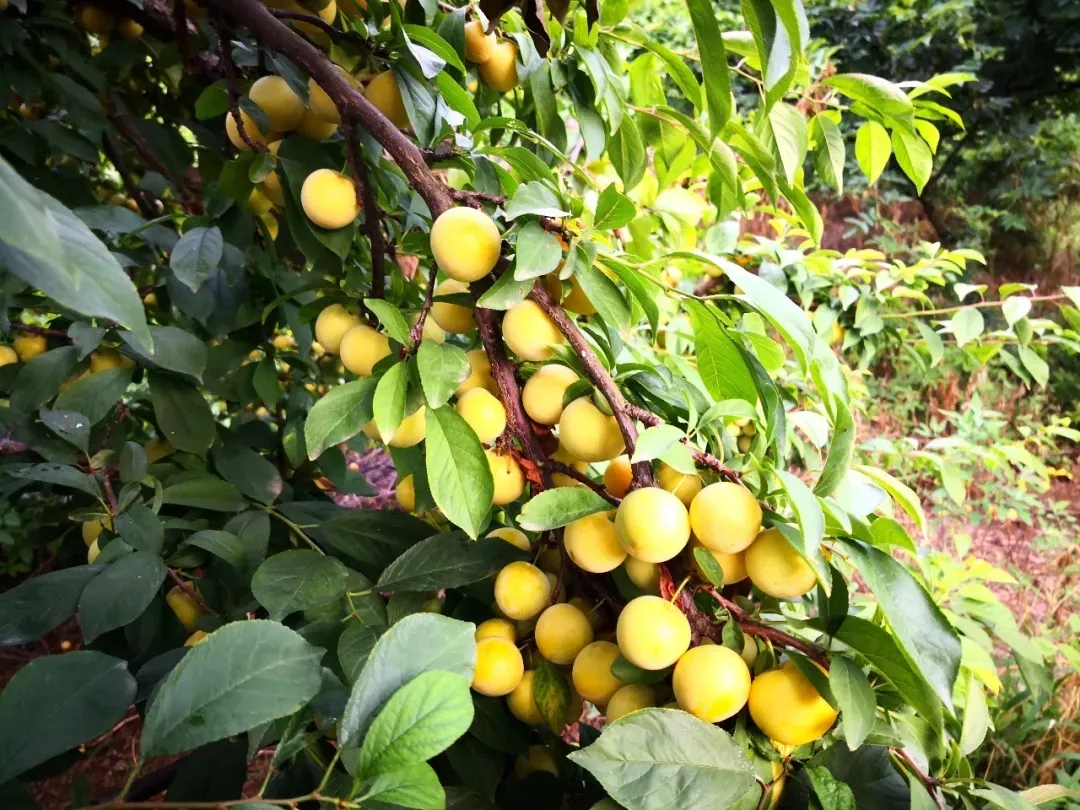 縣區(qū)動態(tài) | 來泌陽吧，來一場不一樣的生態(tài)游