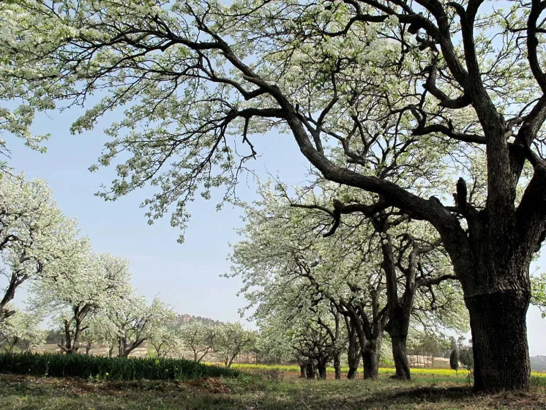 縣區(qū)動態(tài) | 來泌陽吧，來一場不一樣的生態(tài)游