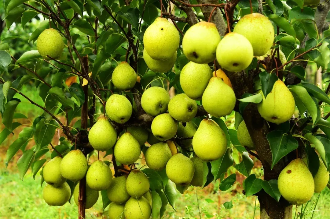 縣區(qū)動態(tài) | 來泌陽吧，來一場不一樣的生態(tài)游