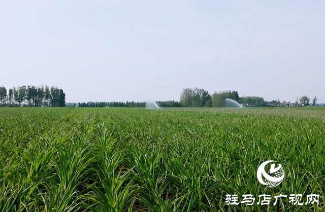  西平縣委書記侯公濤深入部分鄉(xiāng)鎮(zhèn)實地調(diào)研指導抗旱保收工作