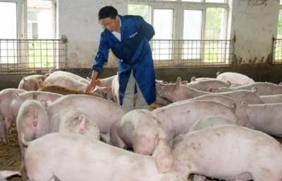 生豬供需改善價格走勢平穩(wěn)