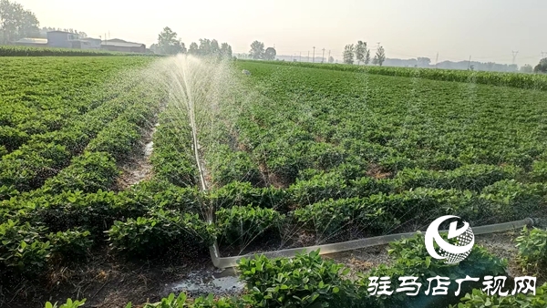 平輿縣陽(yáng)城鎮(zhèn)：干群齊心抗旱保秋 共筑豐收希望
