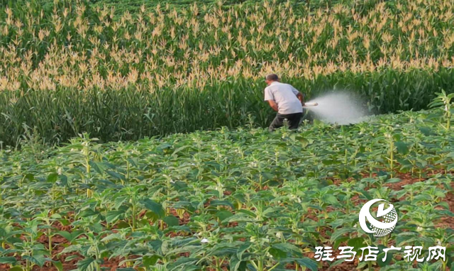 駐馬店驛城區(qū)：戰(zhàn)高溫 抗旱情保秋糧