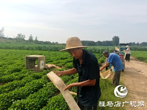 平輿縣陽(yáng)城鎮(zhèn)：干群齊心抗旱保秋 共筑豐收希望