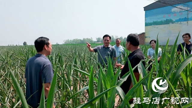  西平縣委書記侯公濤深入部分鄉(xiāng)鎮(zhèn)一線調(diào)研抗旱保秋工作