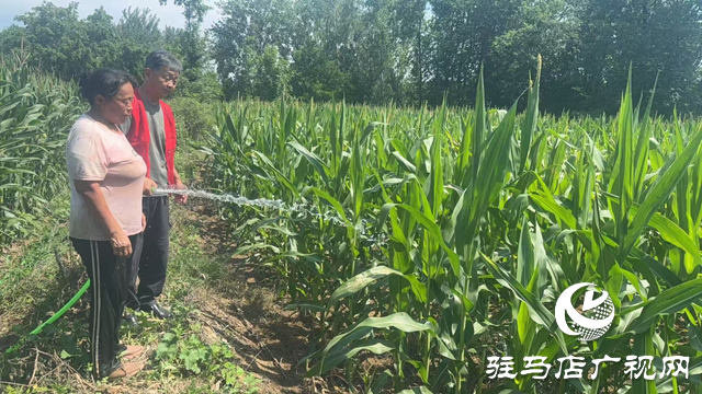 駐馬店市驛城區(qū)朱古洞鄉(xiāng)：戰(zhàn)旱情保秋收 聚合力奪豐登