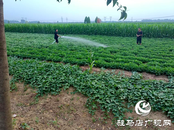 平輿縣射橋鎮(zhèn)：打響抗旱保秋戰(zhàn)，全力保障農田灌溉